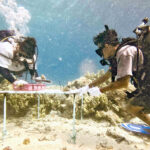 Marshall Islands Conservation Society Fisheries Officer AJ Alik, left, and Environmental Officer Junior Mark create a coral nursery in Majuro lagoon.