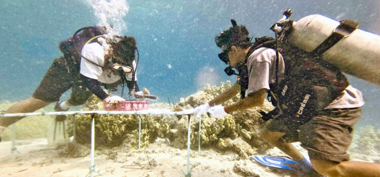 Working for coral survival