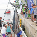 Captain Larry Hernandez, III, at left in boat and his team with the winning 349 pound marlin at the Shoreline Dock for weigh in. Photo: Corrie Lejjena.