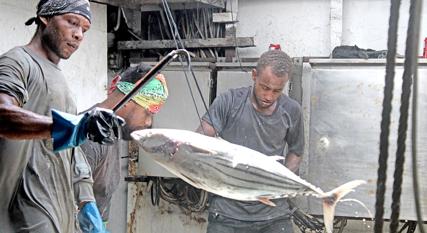 Tuna transfers booming